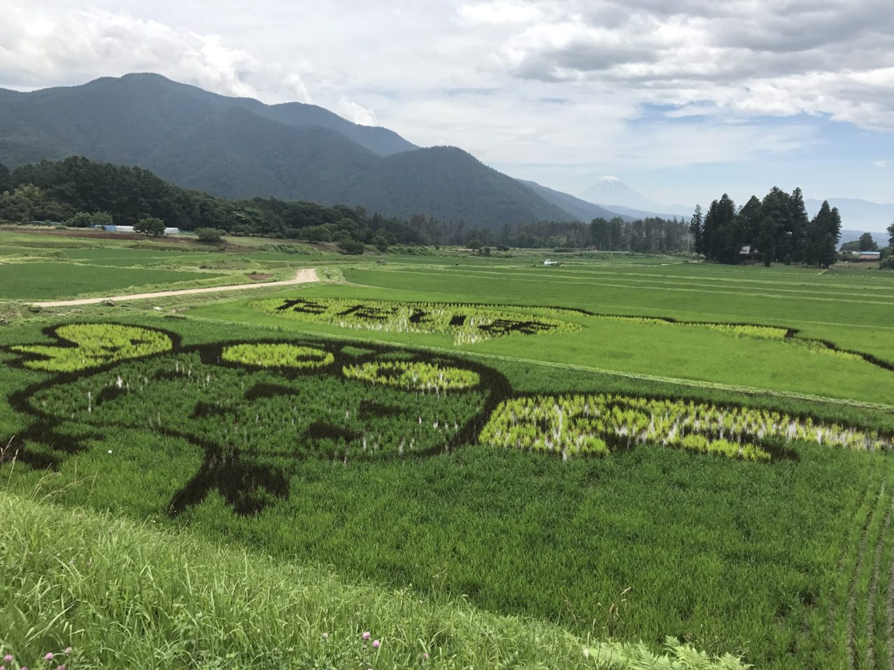 北杜 ストア 市 稲 絵 アート フェスティバル