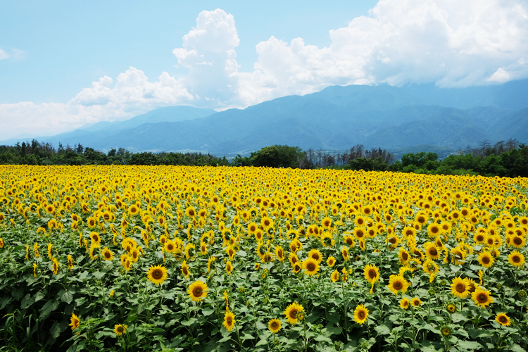 明野ひまわり – 八ヶ岳をガイドする ハチ旅