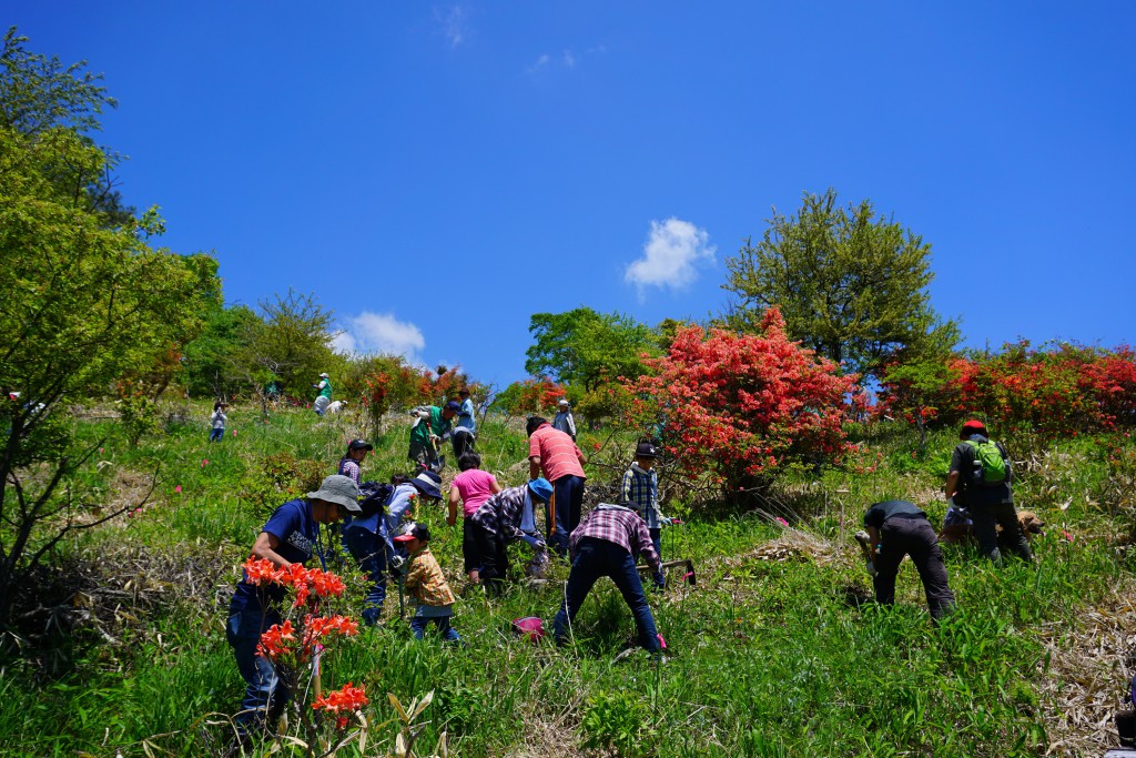清里観光の原点 ツツジを楽しみながら植樹する清里高原つつじ祭り 6月2日開催 八ヶ岳をガイドする ハチ旅