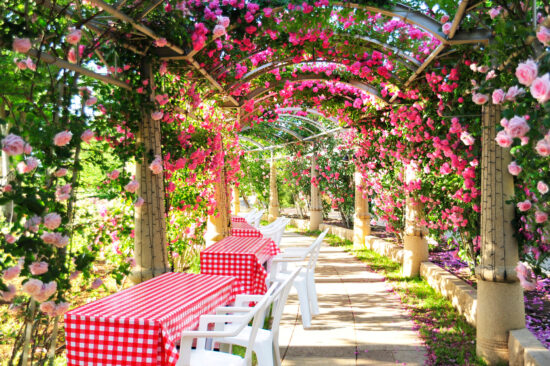 日本一長いバラの回廊がレストランに ハイジの村の7 000本のバラが見ごろ 八ヶ岳をガイドする ハチ旅