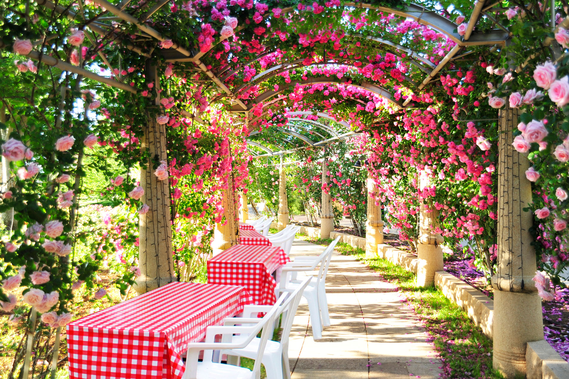 日本一長いバラの回廊がレストランに ハイジの村の7 000本のバラが見ごろ 八ヶ岳をガイドする ハチ旅