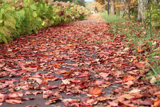 201014views_05-550x367.jpg