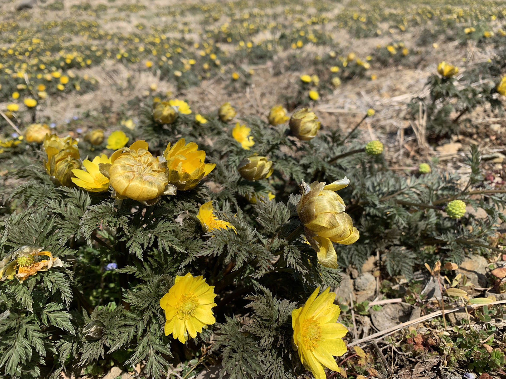信州に春を告げる花といえばコレ 黄色い福寿草の花が今年も見ごろに 八ヶ岳をガイドする ハチ旅