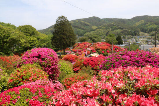 30種3万株のツツジが咲く鶴峯公園の「つつじ祭り」、今年は対策の上5月