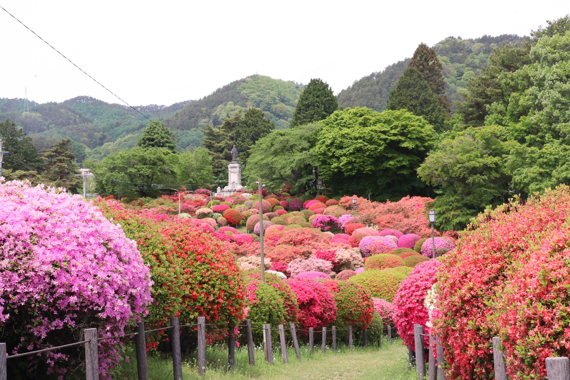 30種3万株のツツジが咲く鶴峯公園の つつじ祭り 今年は対策の上5月1日から予定 八ヶ岳をガイドする ハチ旅