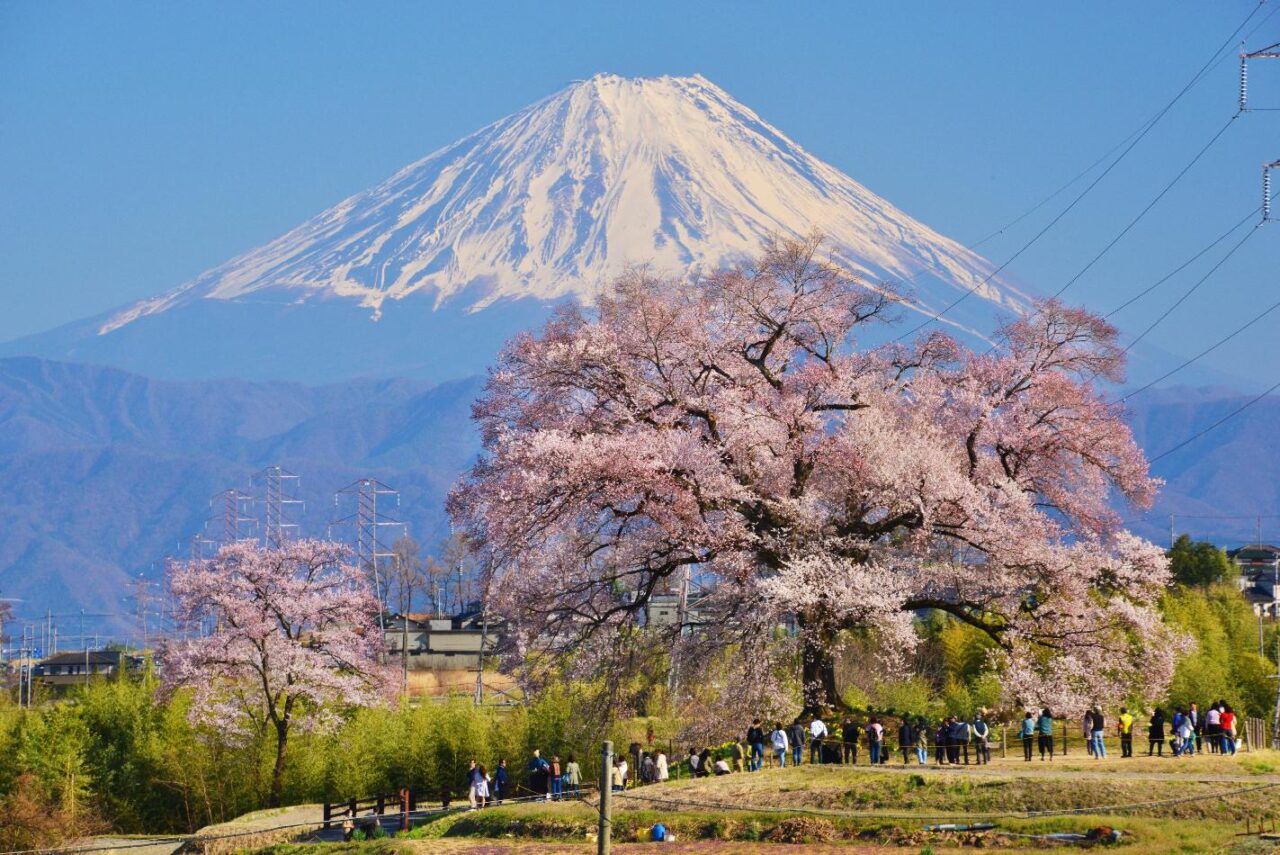 八ヶ岳 桜特集2024 フォトスポット編】八ヶ岳や富士山バックやアート