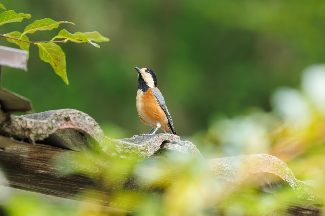 瑞々しい緑あふれる季節、広大な庭を散策して遊ぼう！ 初夏の「萌木の